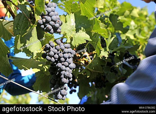 Grape harvest: Hand harvest of Pinot Noir and Pinot Gris grapes in the Palatinate, Germany