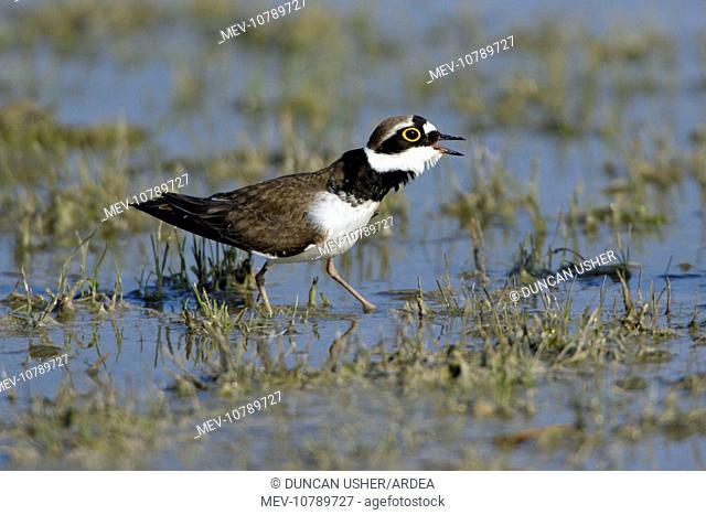 Little Ringed Plover - male bird courtship displaying (Charadrius dubius)