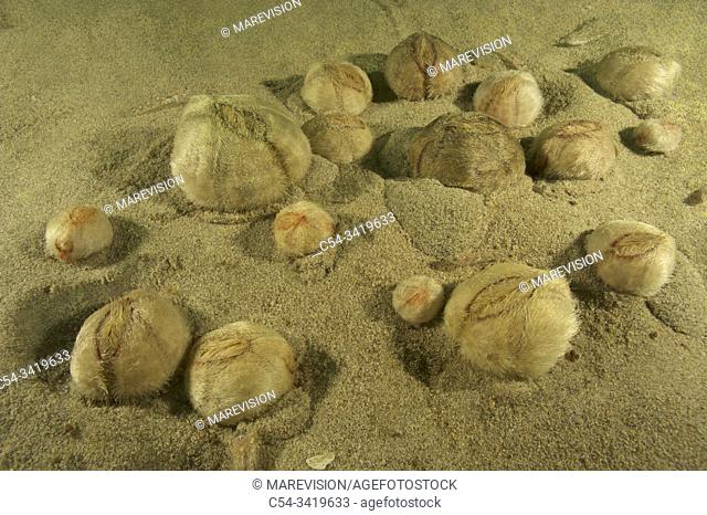 Sea Urchin. Yellow sea potato. Common heart urchin (Echinocardium cordatum) and (Echinocardium flavescens). Eastern Atlantic. Galicia. Spain. Europe