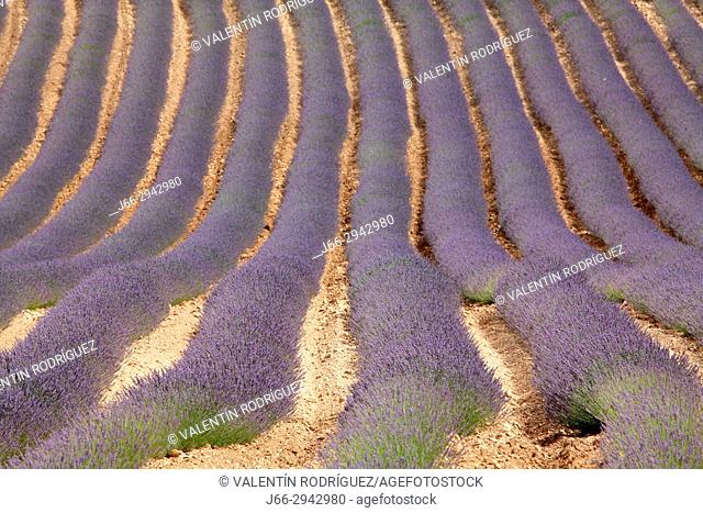 Landscape with fields of lavanders in the Rincón de Ademuz region. Valencia