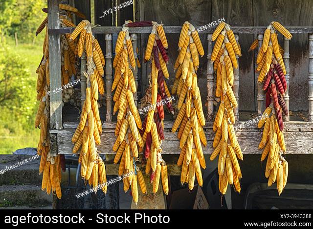 Strings of corn cobs hanging to dry, Asturias, Spain