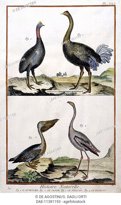 1 Ostrich (Struthio camelus); 2 Cassowary (Casuarius sp); 3 Pelican; 4 Flamingo (Phoenicopterus sp), drawing by Francois-Nicolas Martinet