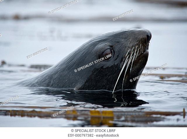 Wild Large Male Northern fur seal Callorhinus ursinus , Solo, In water, Endangered, part of massive colony Srednego Island Bering Sea, Russia, Asia