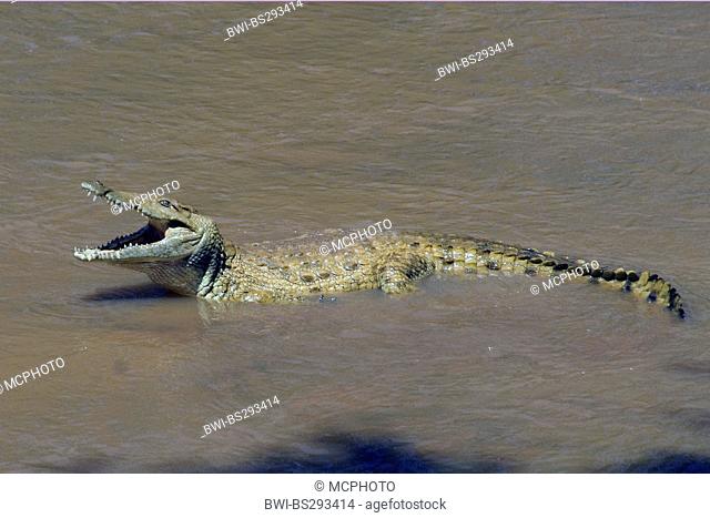 Nile crocodile (Crocodylus niloticus), resting on a snad bank in the river Ewaso Nyasi, Kenya, Samburu National Park