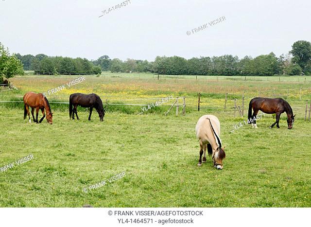 Horses in a meadow, Netherlands