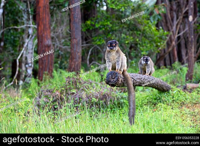 The Lemurs on a log hanging over the water
