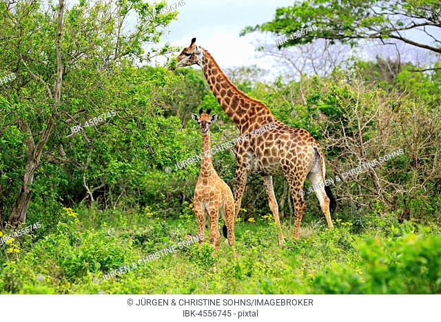 Cape giraffes (Giraffa camelopardalis giraffa), adult female with youngs, foraging, Saint Lucia Estuary, Isimangaliso Wetland Park, Kwazulu Natal, South Africa