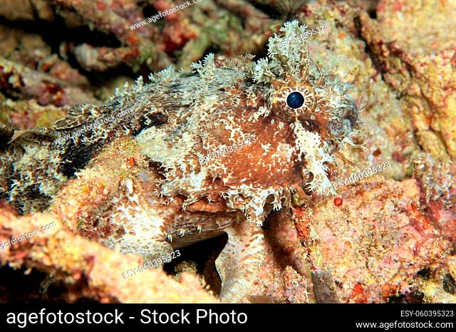 Banded Toadfish (Halophryne diemensis). Dampier Strait, Raja Ampat, Indonesia