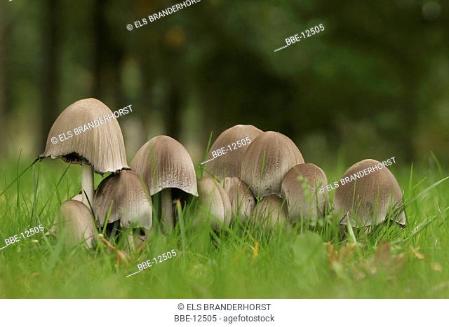 Group of Glistening inkcaps on a grassfield