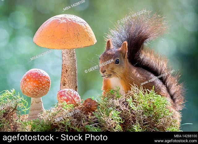 squirrel standing together with mushrooms