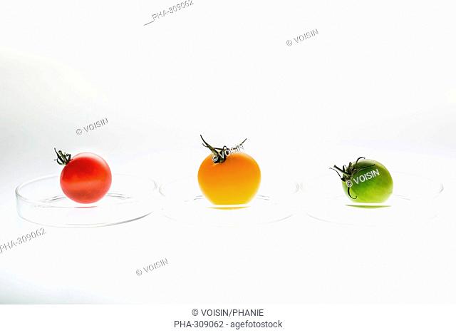 Genetic modification of tomatoes. Conceptual image of slices of tomatoes in petri dishes