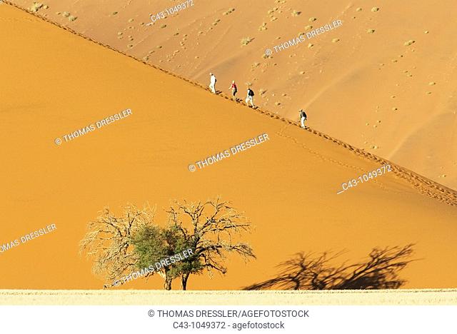Namibia - Tourists at a sand dune with Camelthorn tree Acacia erioloba in the Namib Desert  Namib-Naukluft Park, Namibia