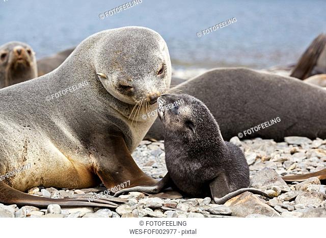 South Atlantic Ocean, United Kingdom, British Overseas Territories, South Georgia, Stromness, Antarctic fur seal with pup on stones