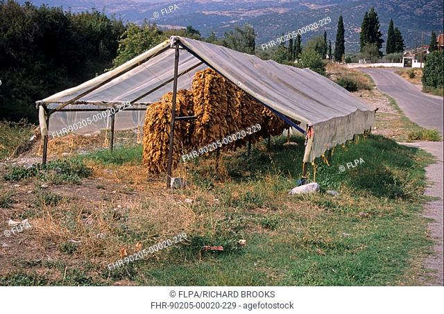 Tobacco farming, tobacco drying sheds, Goni, near Mount Olympus, Greece, september
