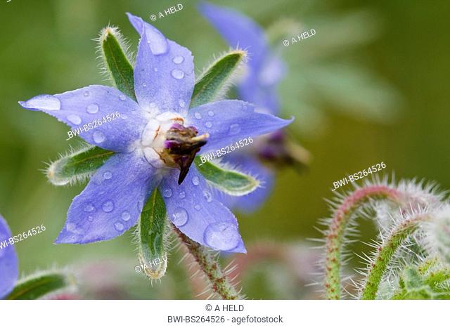 common borage Borago officinalis, flower with raindrops, Germany
