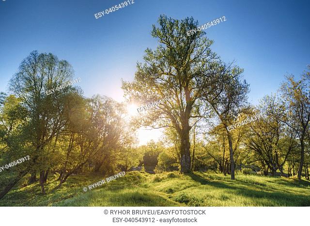 Gomel, Belarus. Sun Shining Through Branch And Foliage Of Oak Tree At Spring Season. Deciduous Forest Summer Nature In Sunny Day