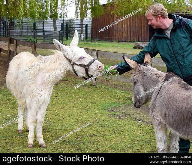 30 April 2021, Saxony, Delitzsch: Zoo manager Konstantin Ruske feeds the ten-month-old baroque donkey girl ""Sissi"" (l)