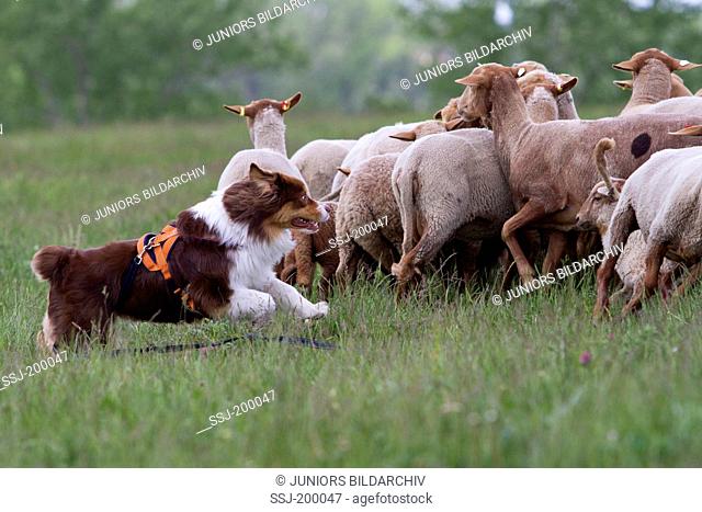 Australian Shepherd. Adult dog tending sheep. Germany