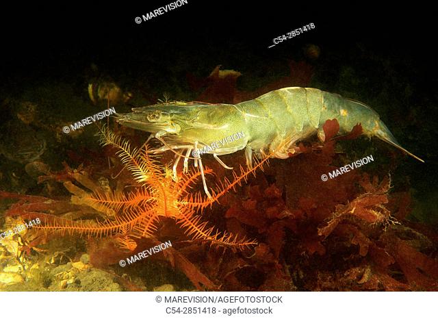 Whiteleg shrimp. White shrimp (Litopenaeus vannamei). Panama. America