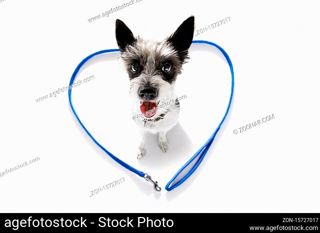 poodle dog looking up to owner waiting or sitting patient to play or go for a walk, in love with heart shape leash, isolated on white background