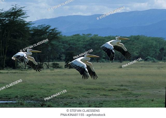 Eastern white pelican Pelecanus onocrotalus - Nakuru National Park, Kenya, Africa