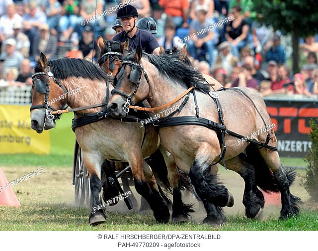 The four-horse cart of Christian Platzeck is seen during the hrudle race in Brueck,  Germany, 28 June 2014. The 'Titanen der Rennbahn' (lit