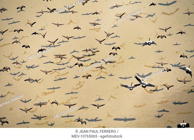 Wandering Whistling-Ducks / Water Whistle-duck / Whistling Tree-duck - and Magpie GEESE in flight over water (Dendrocygna arcuata)