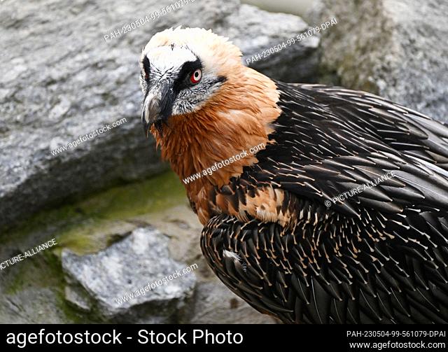 FILED - 03 May 2023, Austria, Innsbruck: A bearded vulture at the Innsbruck Alpine Zoo. Photo: Angelika Warmuth/dpa. - Innsbruck/Tyrol/Austria