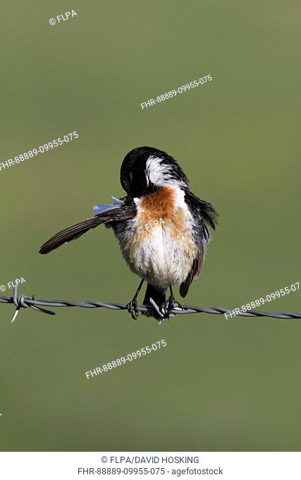 Common Stonechat male on barbed wire fence preening