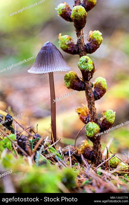 The world of the inconspicuous, close up of mushrooms, forest still life