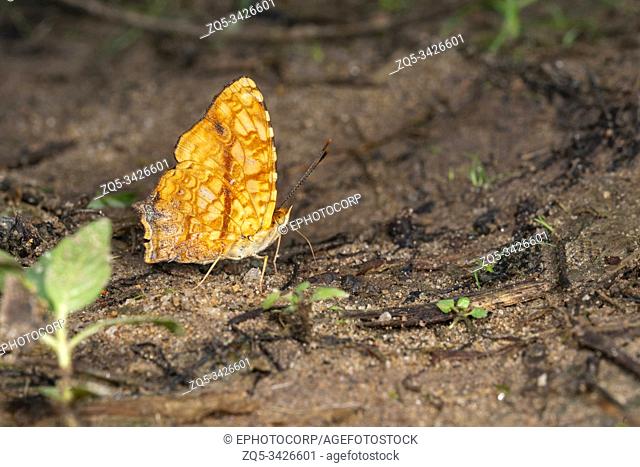 Common Jester butterfly, Symbrenthia lilaea, Garo Hills, Meghalaya, India
