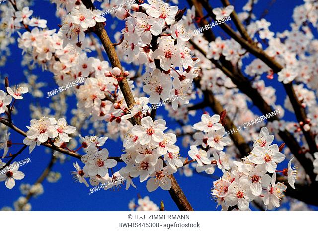 Almond (Prunus dulcis, Prunus amygdalus, Amygdalus communis, Amygdalus dulcis), blooming almond branch, Germany