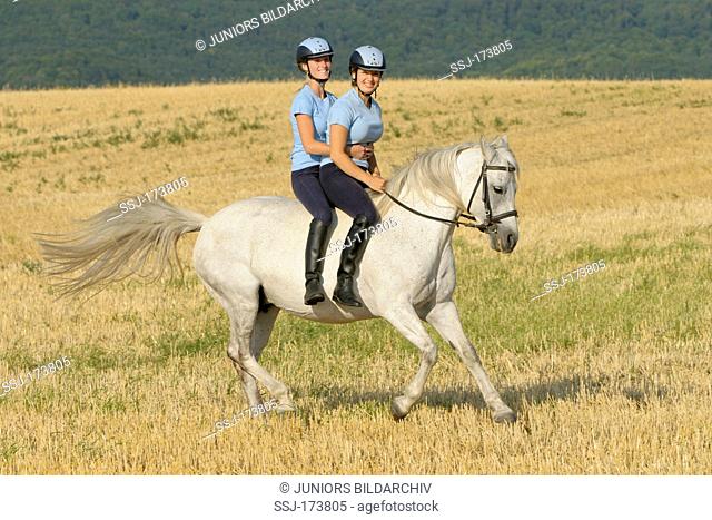 Connemara Pony. Two girls galloping together on a gray horse bareback on a stubble field