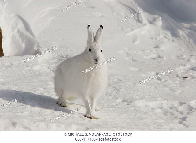 Adult Arctic Hare (Lepus arcticus) in winter coloration on the snow-drift covered rocky shore of Hudson Bay near Churchill, Manitoba, Canada