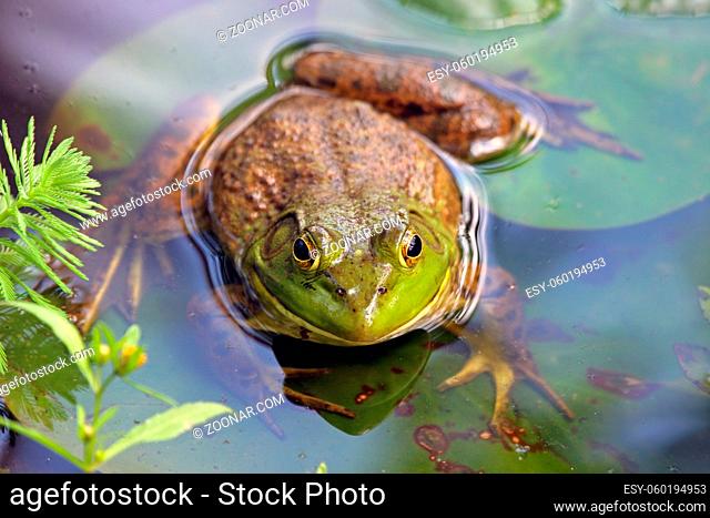A large frog sits in its pond