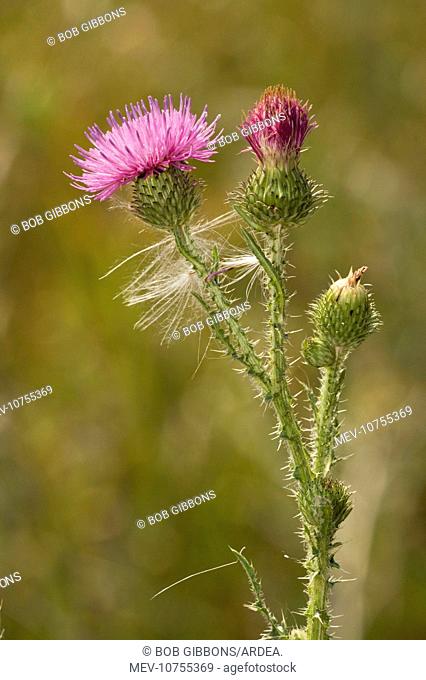 Welted thistle (Carduus acanthoides)