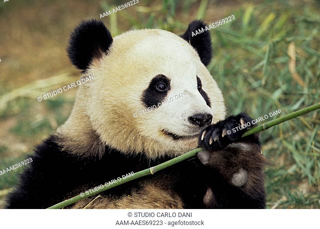 Giant Panda (Ailuropoda Melanoleuca) Chengdu Research Base, Sichuan, China