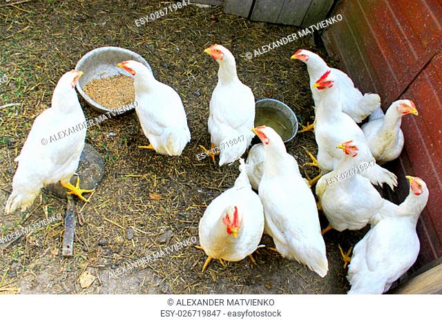 white hens in the poultry-yard in the village