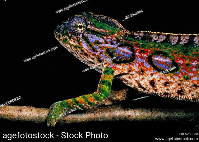Madagascar Forest jeweled chameleon (furcifer campani), Beautifull Colours against Black Background
