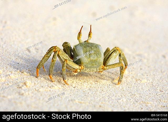 Ghost crab, Bir (Ocypode ceratopthalmus), Iceland, Seychelles, Africa