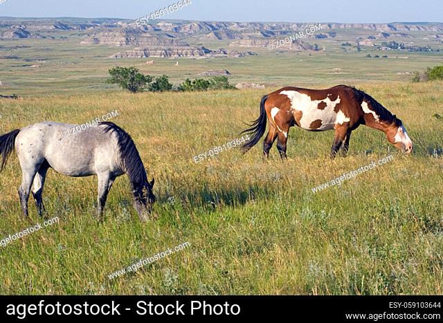 Wild Horses in Theodore Roosevelt National Park, North Dakota