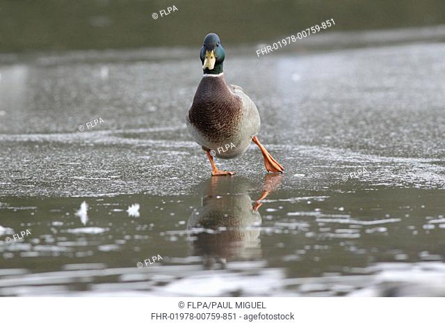 Mallard Duck (Anas platyrhynchos) adult male, walking on ice, West Yorkshire, England, January