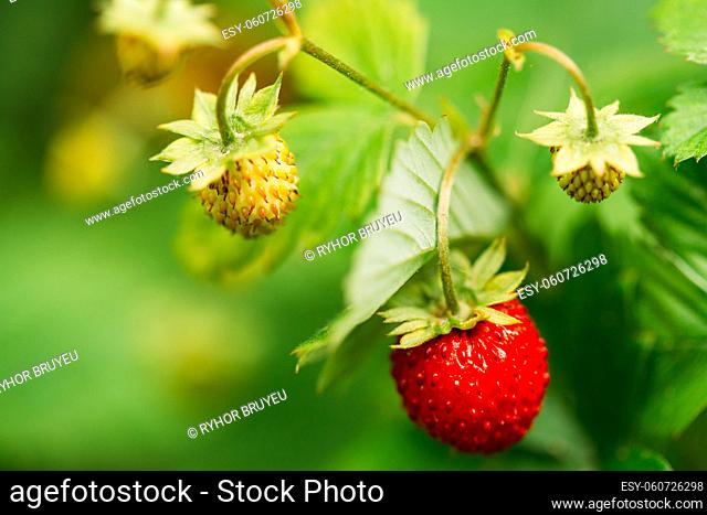 Red Fragaria Or Wild Strawberries, Wild Strawberry. Growing Organic Wild Strawberry. Ripe Berry In Fruit Garden. Natural Organic Healthy Food Concept