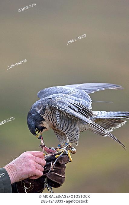 Falconer with Peregrine Falcon  Order: Falconiformes  Family: Falconidae