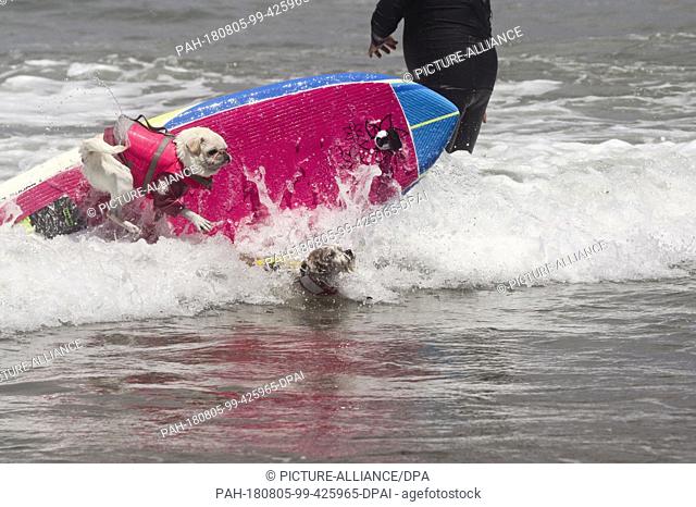 04 August 2018, USA, Pacifica: ..The dogs Gidget (L) and Prince Dudeman falling off the surfboard. Numerous big and small dogs participated in the ""World Dog...