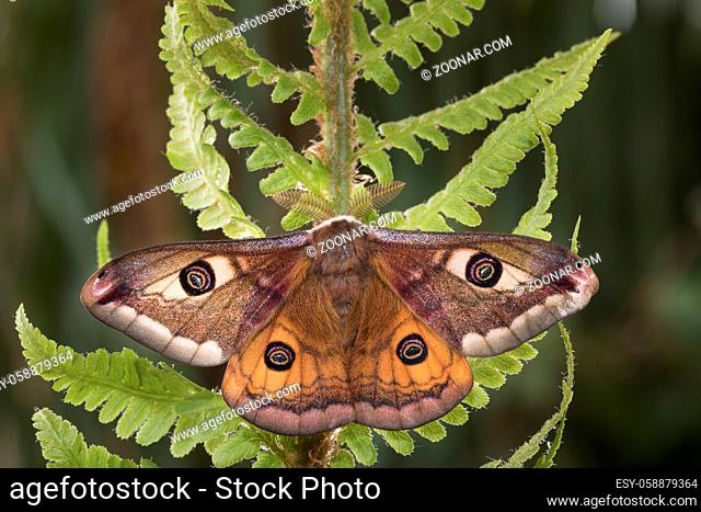 Kleines Nachtpfauenauge - Maennchen, Saturnia pavonia, small emperor moth - male