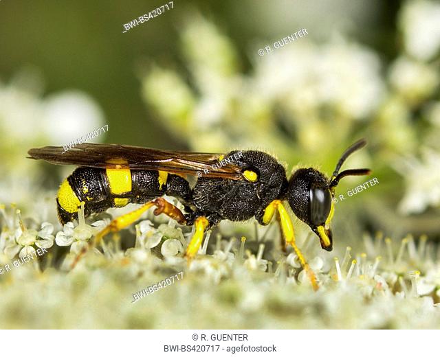 Ornate Tailed Digger Wasp (Cerceris rybyensis), Female foraging on Wild Carrot (Daucus carota), Germany