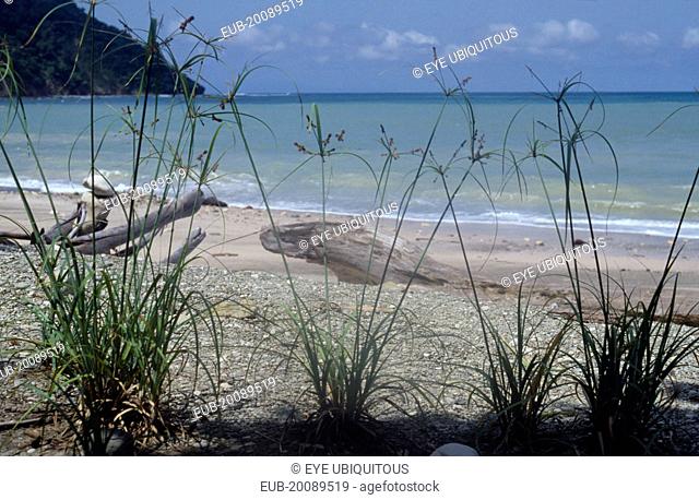 Driftwood on shore of beach with papyrus grasses in foreground and sea and tree covered headland beyond, part of nature reserve