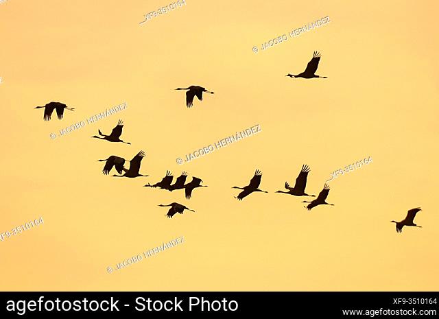 Flock of cranes flying at twilight (Grus grus) Badajoz province. Extremadura. Spain