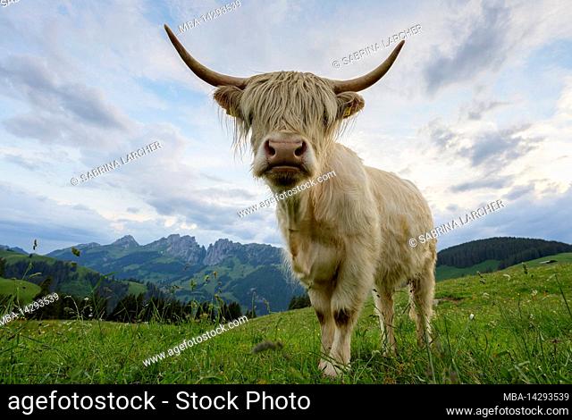 Europe, Switzerland, Canton Fribourg, Jaun Pass, Scottish Highland Cattle